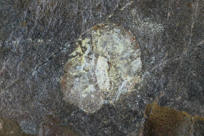Unidentified Paleocene Fossil Fruit - North Dakota #96806